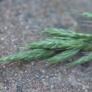 Bromus sp. at Wamboin, NSW - 13 Nov 2020