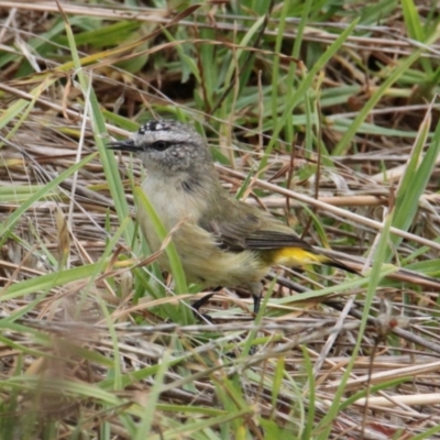 Acanthiza chrysorrhoa (Yellow-rumped Thornbill) at Glenroy, NSW - 29 Jan 2021 by PaulF