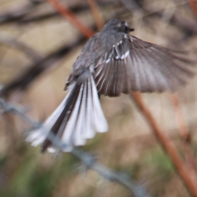 Rhipidura albiscapa (Grey Fantail) at Glenroy, NSW - 28 Jan 2021 by PaulF