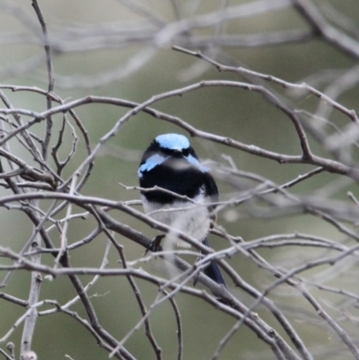 Malurus cyaneus (Superb Fairywren) at Glenroy, NSW - 29 Jan 2021 by PaulF