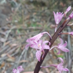 Dipodium roseum at Cotter River, ACT - 23 Dec 2020