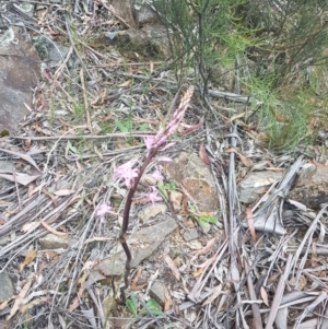 Dipodium roseum at Cotter River, ACT - 23 Dec 2020