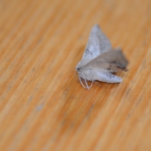 Antictenia punctunculus at Wamboin, NSW - 15 Nov 2020