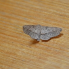 Antictenia punctunculus at Wamboin, NSW - 15 Nov 2020