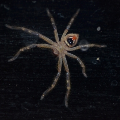 Neosparassus calligaster (Beautiful Badge Huntsman) at Wamboin, NSW - 18 Nov 2020 by natureguy