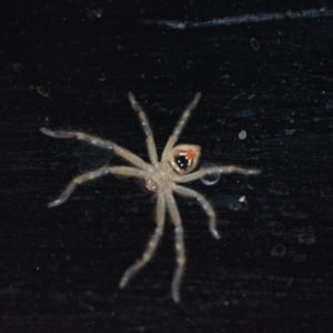 Neosparassus calligaster at Wamboin, NSW - 18 Nov 2020