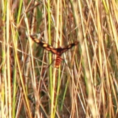 Amata (genus) (Handmaiden Moth) at Throsby, ACT - 26 Jan 2021 by davobj