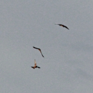 Falco longipennis at Gungahlin, ACT - 30 Jan 2021