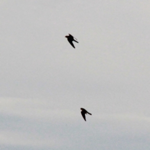 Falco longipennis at Gungahlin, ACT - 30 Jan 2021