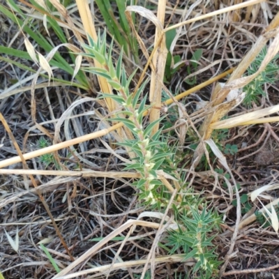 Melichrus urceolatus (Urn Heath) at Holt, ACT - 19 Jan 2021 by sangio7