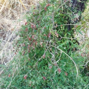 Einadia nutans at Holt, ACT - 17 Jan 2021 09:24 AM