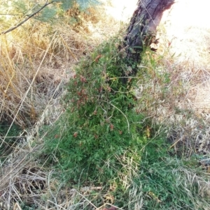 Einadia nutans at Holt, ACT - 17 Jan 2021 09:24 AM