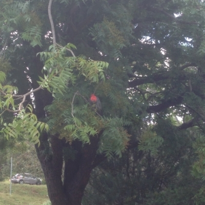 Callocephalon fimbriatum (Gang-gang Cockatoo) at Hughes, ACT - 30 Jan 2021 by jennyt