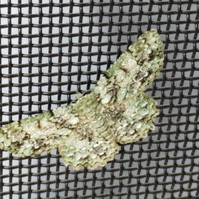 Hypodoxa muscosaria (Textured Emerald) at Hawker, ACT - 3 Jan 2021 by sangio7