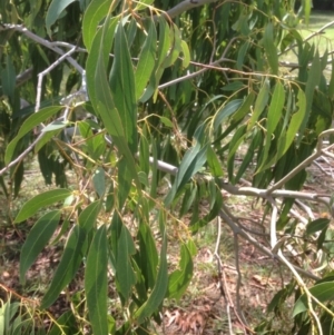 Eucalyptus viminalis at Hughes, ACT - 30 Jan 2021 12:14 PM