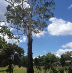 Eucalyptus viminalis at Hughes, ACT - 30 Jan 2021 12:14 PM