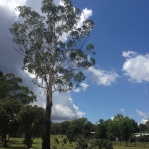 Eucalyptus viminalis at Hughes, ACT - 30 Jan 2021 12:14 PM