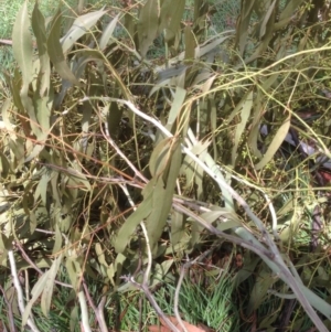 Eucalyptus viminalis at Hughes, ACT - 30 Jan 2021