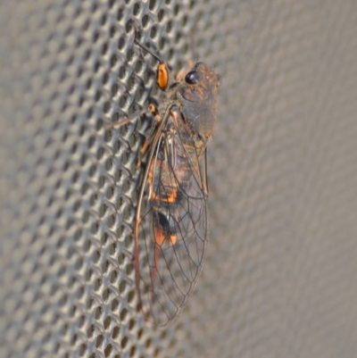 Yoyetta robertsonae (Clicking Ambertail) at Wamboin, NSW - 20 Nov 2020 by natureguy