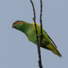 Glossopsitta concinna (Musk Lorikeet) at Ainslie, ACT - 30 Jan 2021 by trevsci