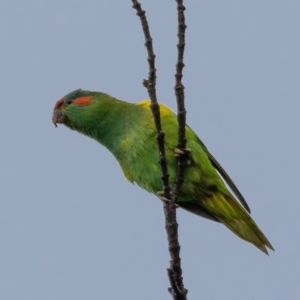 Glossopsitta concinna at Ainslie, ACT - 30 Jan 2021