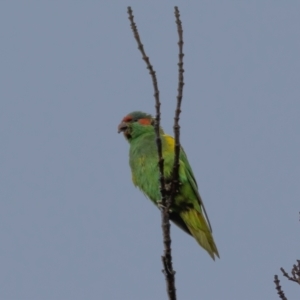 Glossopsitta concinna at Ainslie, ACT - 30 Jan 2021