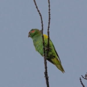 Glossopsitta concinna at Ainslie, ACT - 30 Jan 2021