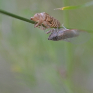 Cicadettini sp. (tribe) at Wamboin, NSW - 20 Nov 2020