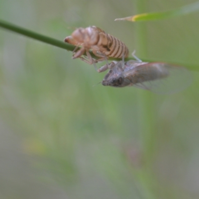 Cicadettini sp. (tribe) (Cicada) at Wamboin, NSW - 20 Nov 2020 by natureguy