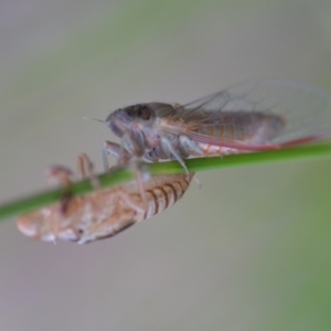 Cicadettini sp. (tribe) at Wamboin, NSW - 20 Nov 2020