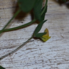 Lotus sp. (Trefoil) at Wamboin, NSW - 21 Nov 2020 by natureguy