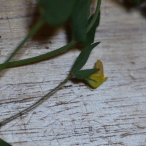 Lotus sp. at Wamboin, NSW - 21 Nov 2020