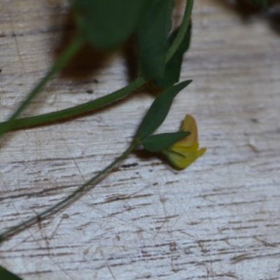 Lotus sp. (Trefoil) at Wamboin, NSW - 21 Nov 2020 by natureguy
