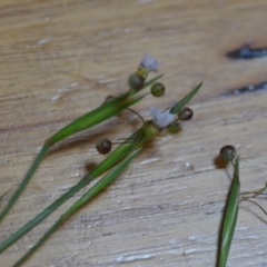 Sisyrinchium rosulatum at Wamboin, NSW - 21 Nov 2020