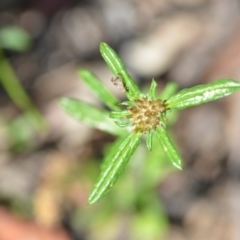 Euchiton sphaericus (star cudweed) at Wamboin, NSW - 21 Nov 2020 by natureguy