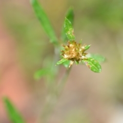 Euchiton sphaericus at Wamboin, NSW - 21 Nov 2020