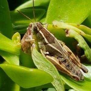 Phaulacridium vittatum at Holt, ACT - 30 Jan 2021