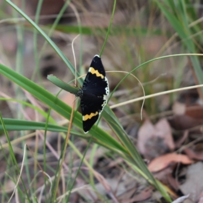 Eutrichopidia latinus (Yellow-banded Day-moth) at Mount Painter - 30 Jan 2021 by Tammy