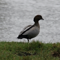 Chenonetta jubata (Australian Wood Duck) at East Albury, NSW - 28 Jan 2021 by PaulF