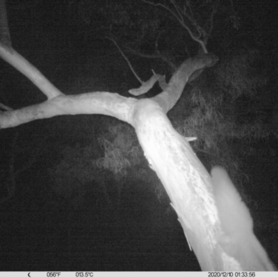 Petaurus norfolcensis (Squirrel Glider) at Monitoring Site 042 - Riparian - 9 Dec 2020 by ChrisAllen