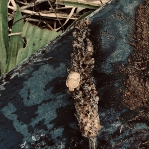 Pentatomidae (family) at Hughes, ACT - 30 Jan 2021