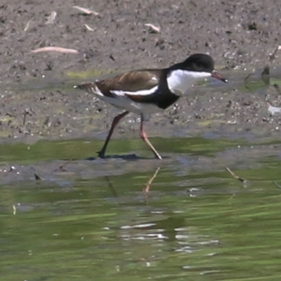 Erythrogonys cinctus (Red-kneed Dotterel) at Wonga Wetlands - 9 Feb 2019 by Kyliegw