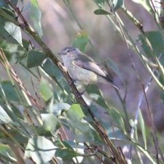 Smicrornis brevirostris (Weebill) at Albury, NSW - 25 Nov 2018 by KylieWaldon