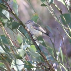 Smicrornis brevirostris (Weebill) at Albury, NSW - 24 Nov 2018 by Kyliegw