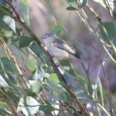 Smicrornis brevirostris (Weebill) at Albury, NSW - 24 Nov 2018 by Kyliegw