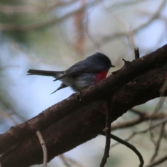 Petroica rosea (Rose Robin) at Wonga Wetlands - 16 Jun 2019 by Kyliegw