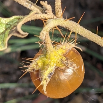 Solanum cinereum (Narrawa Burr) at Majura, ACT - 30 Jan 2021 by abread111