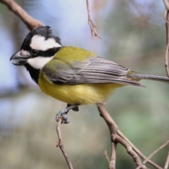 Falcunculus frontatus (Eastern Shrike-tit) at Albury - 16 Jun 2019 by Kyliegw