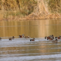 Spatula rhynchotis (Australasian Shoveler) at Wonga Wetlands - 15 Jun 2019 by Kyliegw