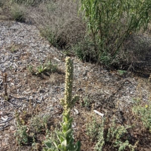 Verbascum thapsus subsp. thapsus at Downer, ACT - 30 Jan 2021